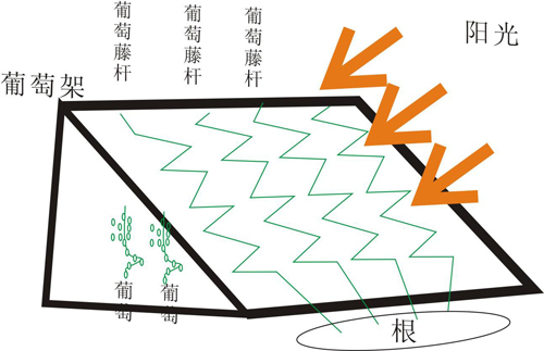 葡萄氣調(diào)庫(kù)